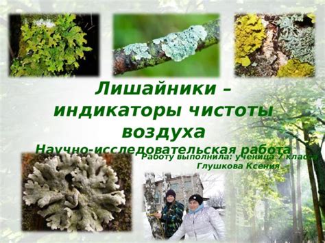 лишайники индикаторы реферат